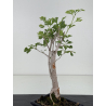 Ginkgo biloba I-8679 vista 3