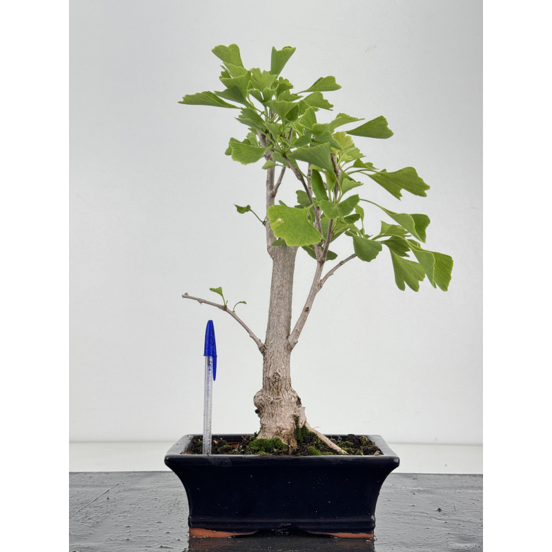 Ginkgo biloba I-8680