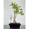 Ginkgo biloba I-8680