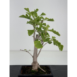 Ginkgo biloba I-8680 vista 2
