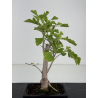 Ginkgo biloba I-8680 vista 2