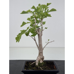 Ginkgo biloba I-8680 vista 3