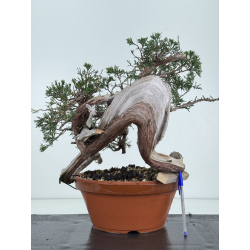Juniperus sabina -sabina rastrera- A01375