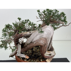 Juniperus sabina -sabina rastrera- A01375 vista 2