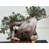 Juniperus sabina -sabina rastrera- A01375 vista 2