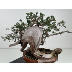 Juniperus sabina -sabina rastrera- A01375 vista 3