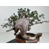 Juniperus sabina -sabina rastrera- A01375 vista 3