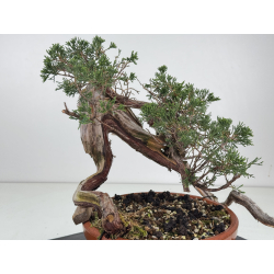 Juniperus sabina -sabina rastrera- A01375 vista 4