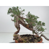 Juniperus sabina -sabina rastrera- A01375 vista 4