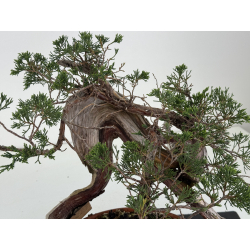 Juniperus sabina -sabina rastrera- A01375 vista 5