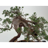 Juniperus sabina -sabina rastrera- A01375 vista 5