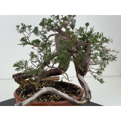 Juniperus sabina A01375 view 6