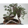Juniperus sabina -sabina rastrera- A01375 vista 6