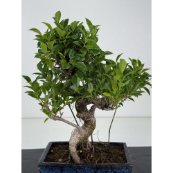 Ficus retusa I-8684 vista 2