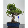 Ficus retusa I-8684
