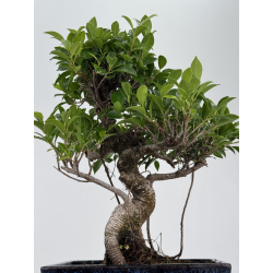 Ficus retusa I-8684 vista 3