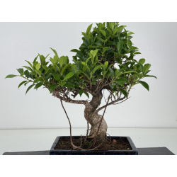 Ficus retusa I-8684 vista 4