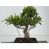 Ficus retusa I-8684 vista 4