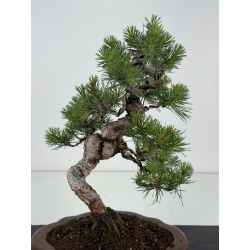 Pinus sylvestris I-8682 view 2