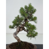 Pinus sylvestris I-8682 view 2