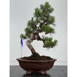 Pinus sylvestris I-8682