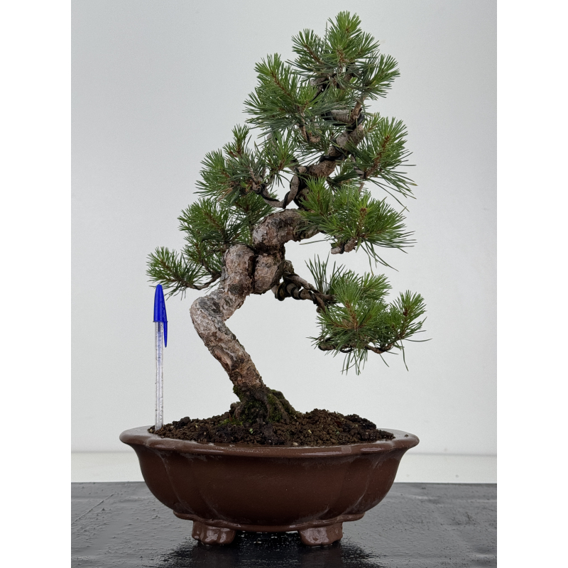 Pinus sylvestris -pino s- europeo- I-8682