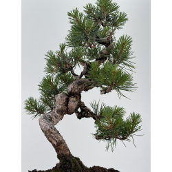 Pinus sylvestris I-8682 view 3