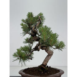 Pinus sylvestris -pino s- europeo- I-8682 vista 4