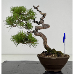 Pinus sylvestris -pino s- europeo- I-8682