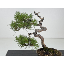 Pinus sylvestris I-8682 view 2