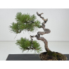 Pinus sylvestris -pino s- europeo- I-8682 vista 2