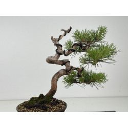 Pinus sylvestris -pino s- europeo- I-8682 vista 3