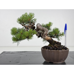 Pinus sylvestris I-8683
