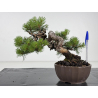 Pinus sylvestris I-8683