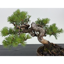 Pinus sylvestris -pino s- europeo- I-8683 vista 2