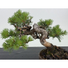 Pinus sylvestris I-8683