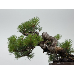 Pinus sylvestris I-8683 view 3