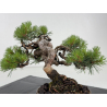 Pinus sylvestris I-8683 view 4