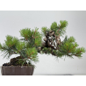 Pinus sylvestris -pino s- europeo- I-8683 vista 5