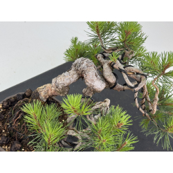Pinus sylvestris I-8683 view 6