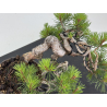 Pinus sylvestris I-8683 view 6