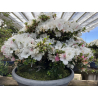 Azalea Kaho I-8073 view 8
