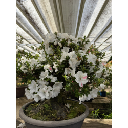 Azalea I-8487 view 8
