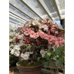 Azalea Koto-no-mai I-8048 view 7