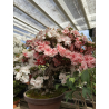 Azalea Koto-no-mai I-8048 view 7