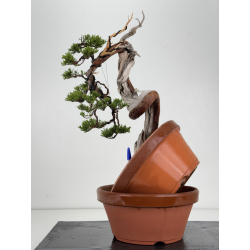 Juniperus sabina -sabina rastrera- A00866