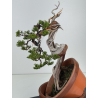 Juniperus sabina -sabina rastrera- A00866 vista 2