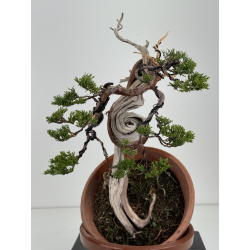 Juniperus sabina -sabina rastrera- A00866 vista 3