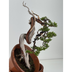 Juniperus sabina -sabina rastrera- A00866 vista 4