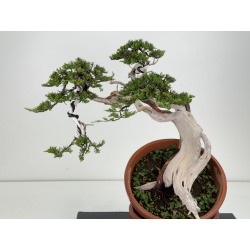 Juniperus sabina -sabina rastrera- A00901 vista 2